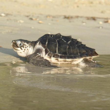 Secret Paradise Resort & Turtle Sanctuary San Vicente  Dış mekan fotoğraf