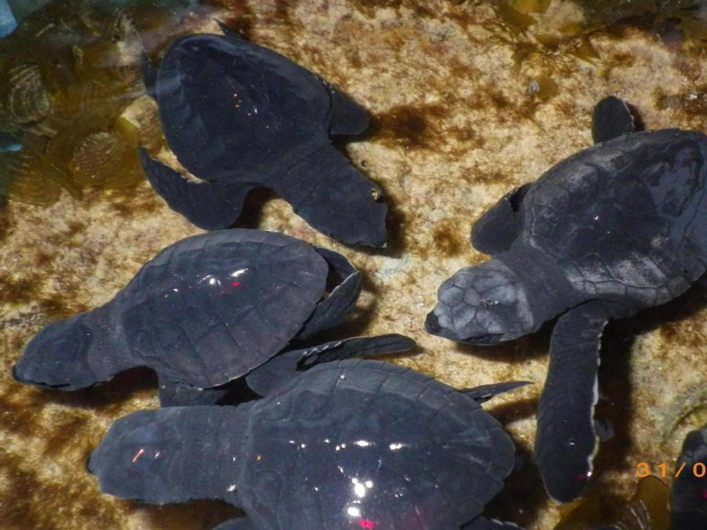 Secret Paradise Resort & Turtle Sanctuary San Vicente  Dış mekan fotoğraf
