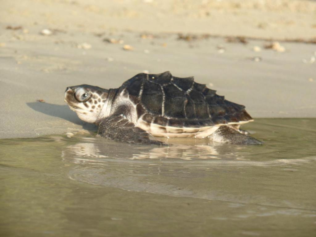 Secret Paradise Resort & Turtle Sanctuary San Vicente  Dış mekan fotoğraf