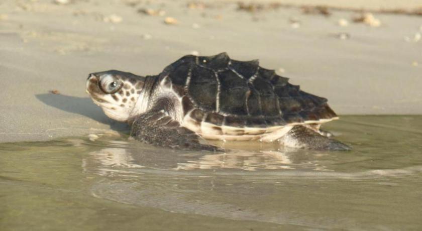 Secret Paradise Resort & Turtle Sanctuary San Vicente  Dış mekan fotoğraf