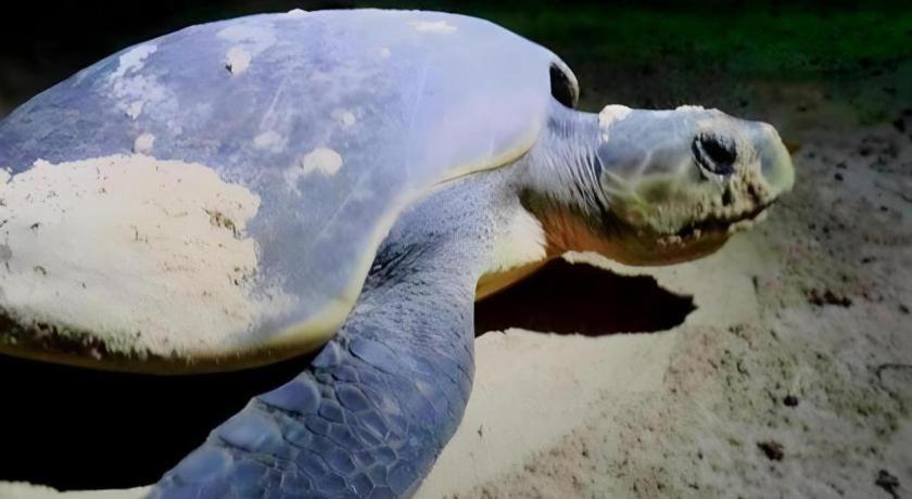 Secret Paradise Resort & Turtle Sanctuary San Vicente  Dış mekan fotoğraf