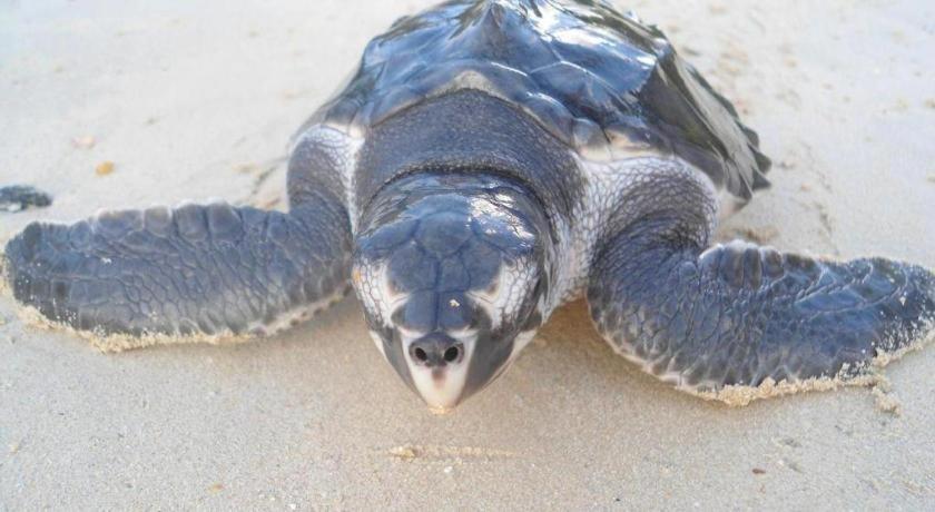 Secret Paradise Resort & Turtle Sanctuary San Vicente  Dış mekan fotoğraf