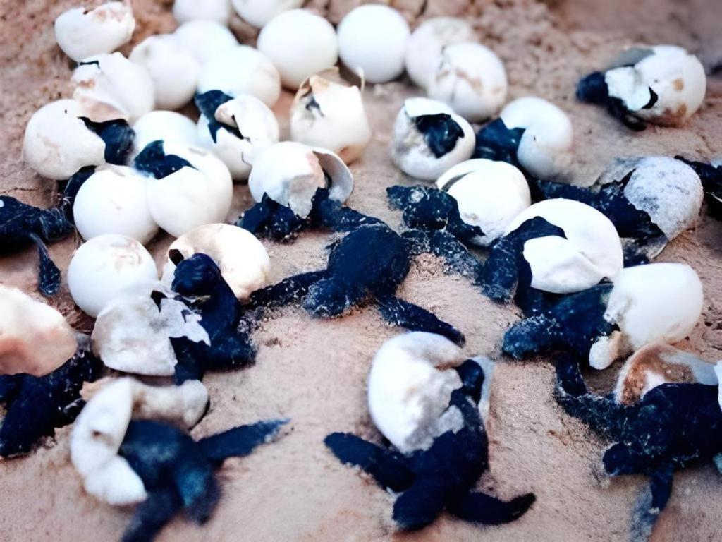 Secret Paradise Resort & Turtle Sanctuary San Vicente  Dış mekan fotoğraf