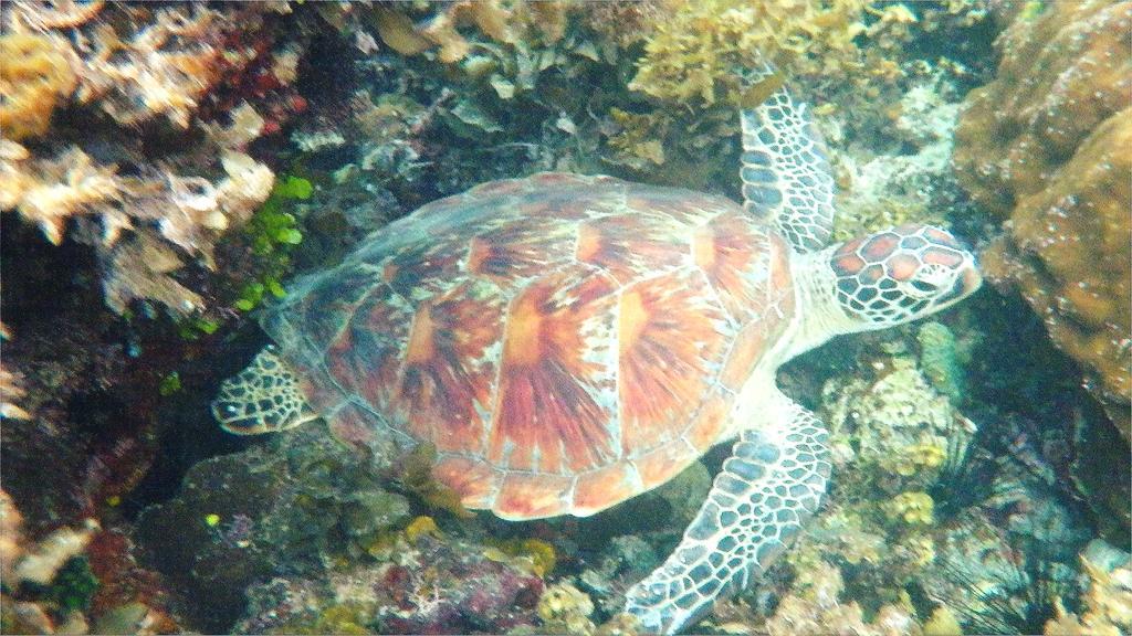 Secret Paradise Resort & Turtle Sanctuary San Vicente  Dış mekan fotoğraf